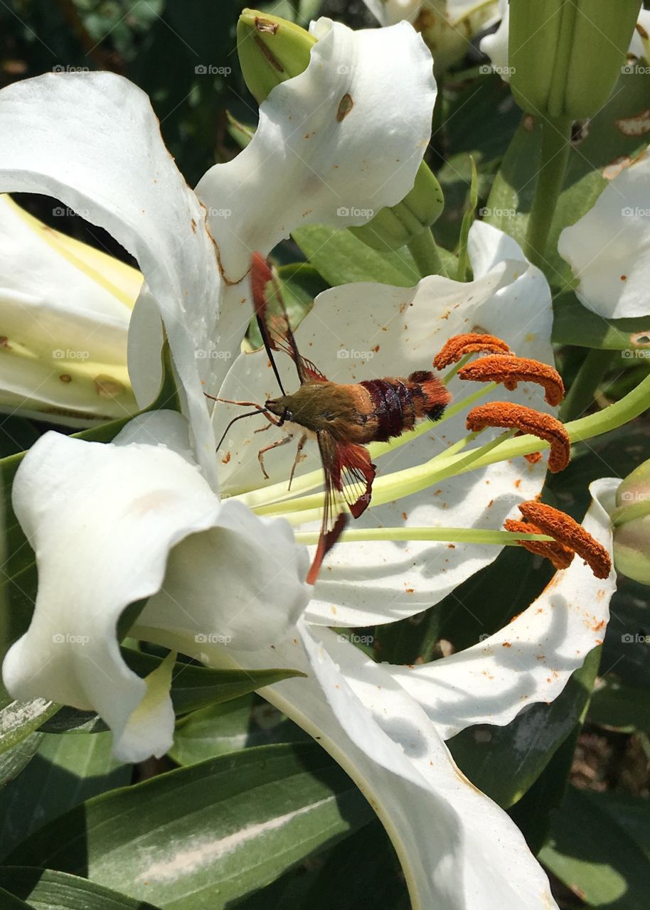 Flower, No Person, Leaf, Nature, Insect