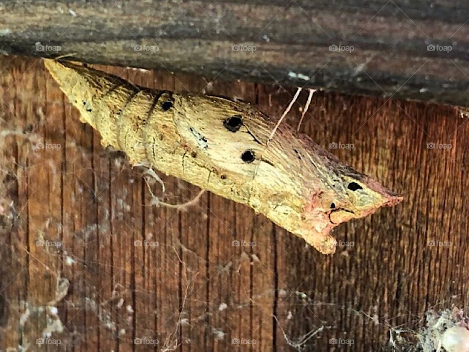 Butterfly Chrysalis   