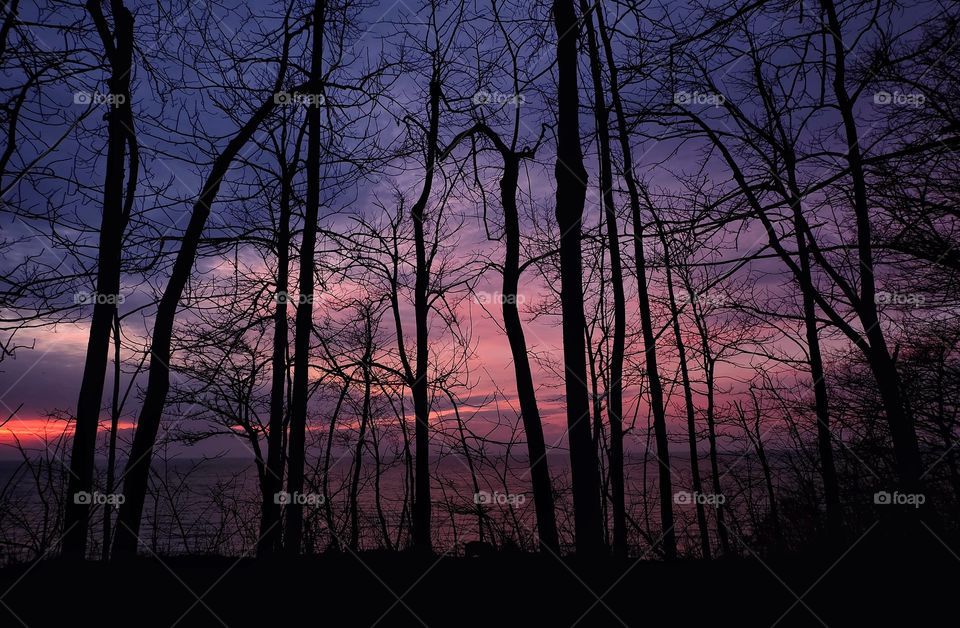 Silhouette of bare trees in forest during sunset