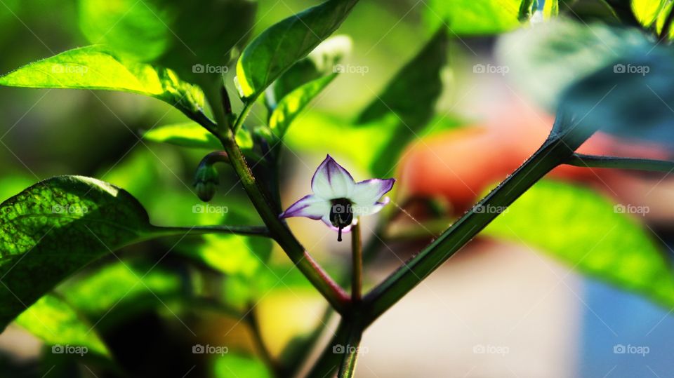 Green chili flower