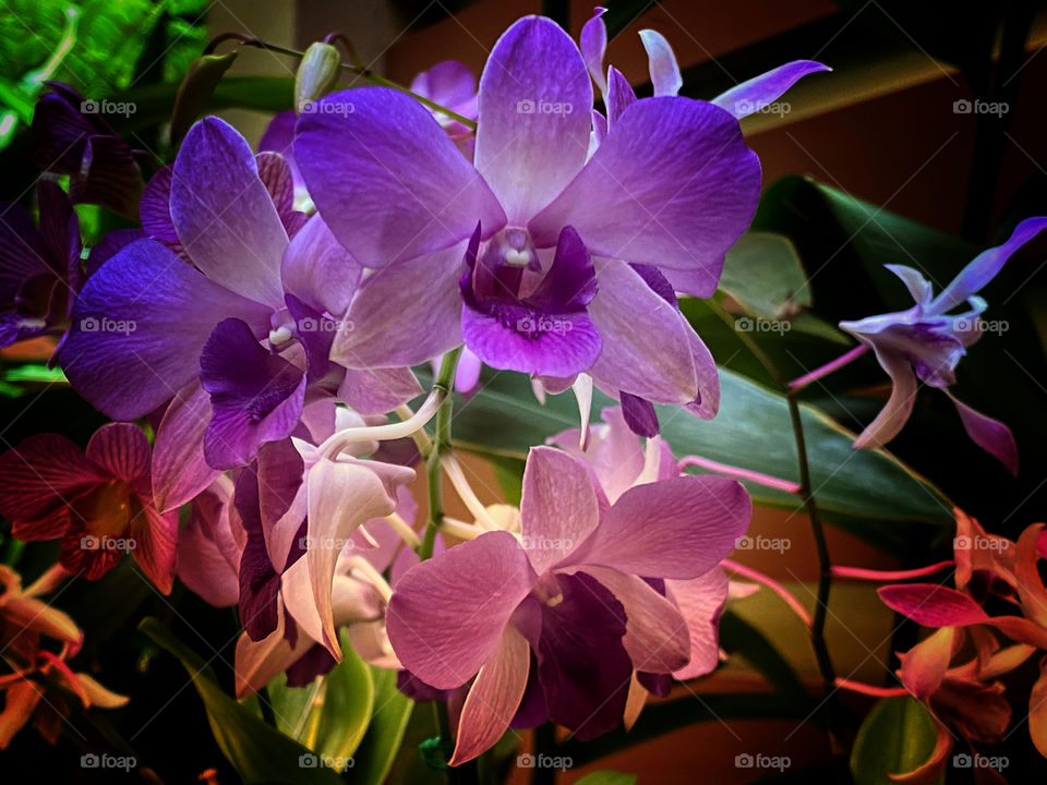 Purple and rose colored orchids 