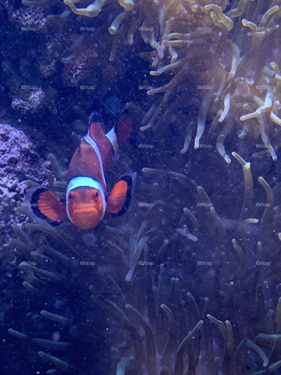 Found Nemo!