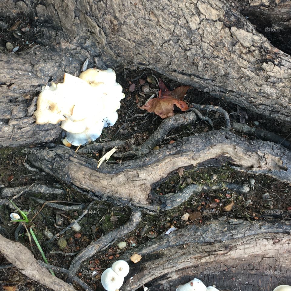 Tree mushrooms 