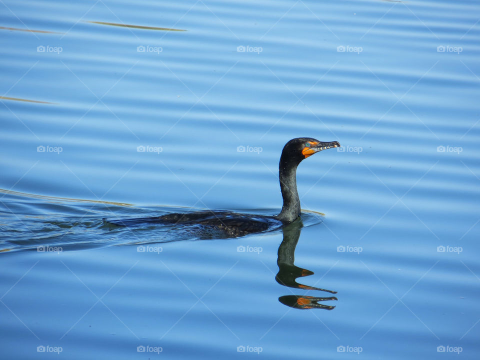 Virginia lake tourist