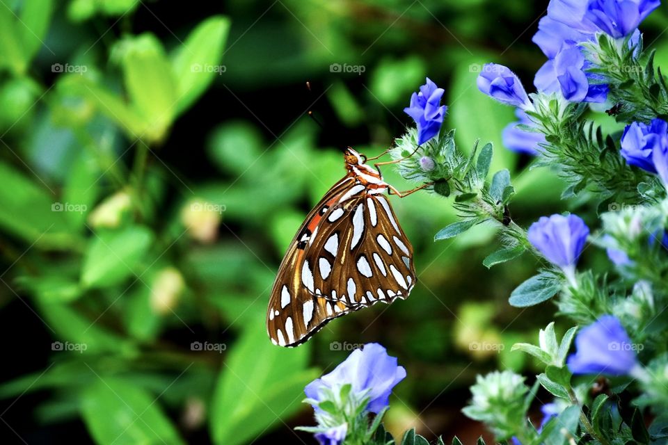 Butterfly on purple flowers 