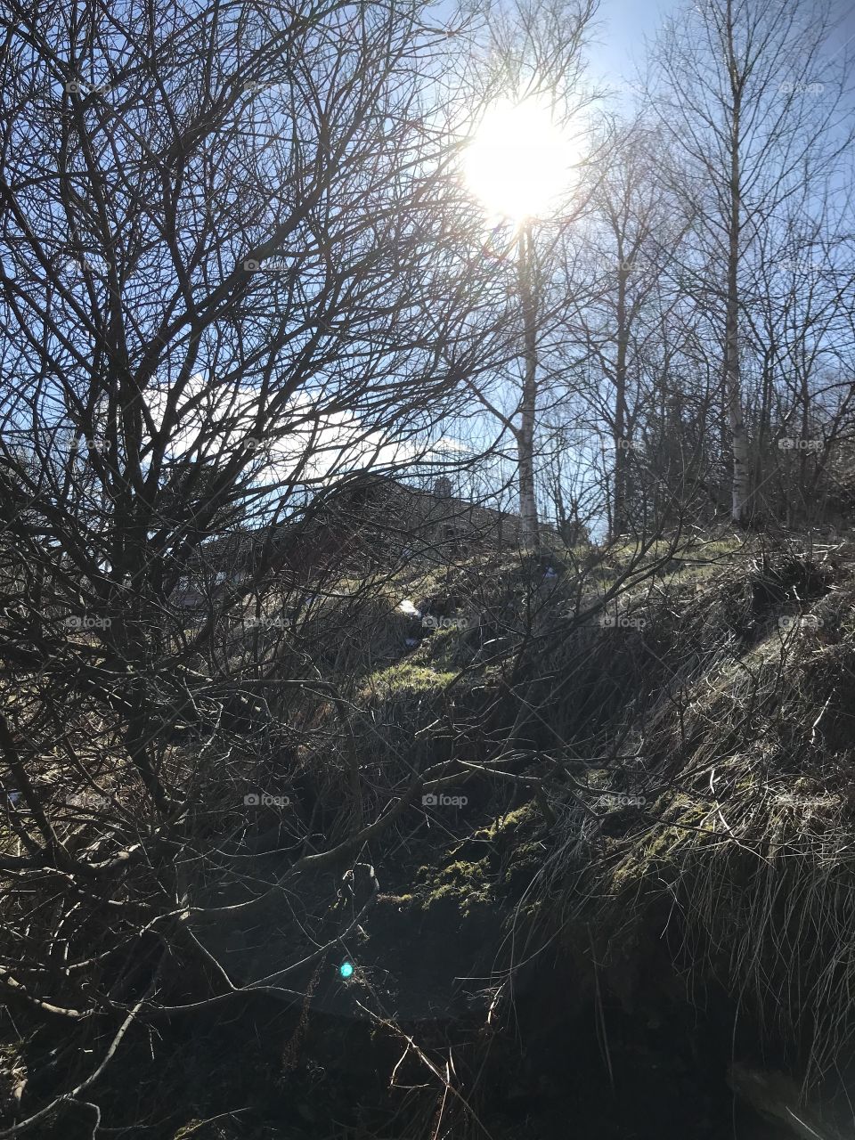 Outside. The sun is shining trough the thin trees that are in this forest. This picture was taken in Norway.