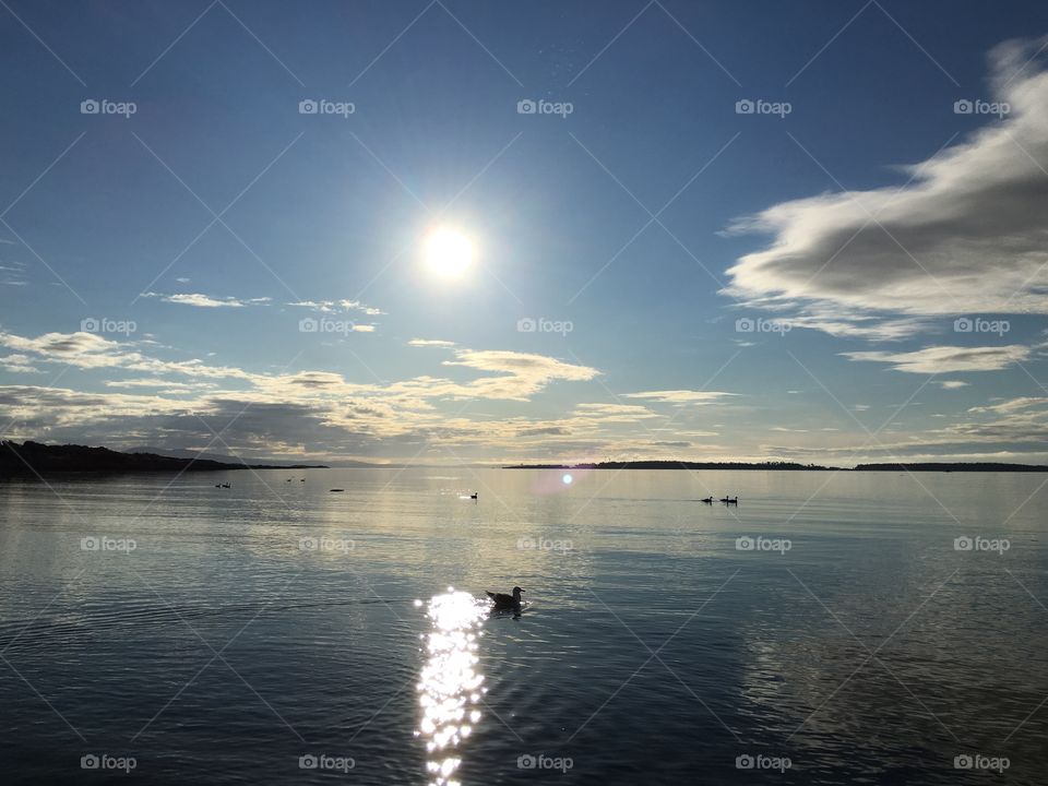 Birds at lake during scenic sunrise