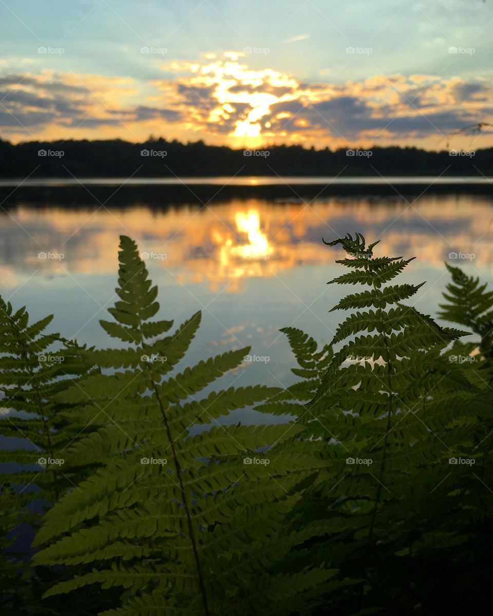 Ferns along the shore in a sunset