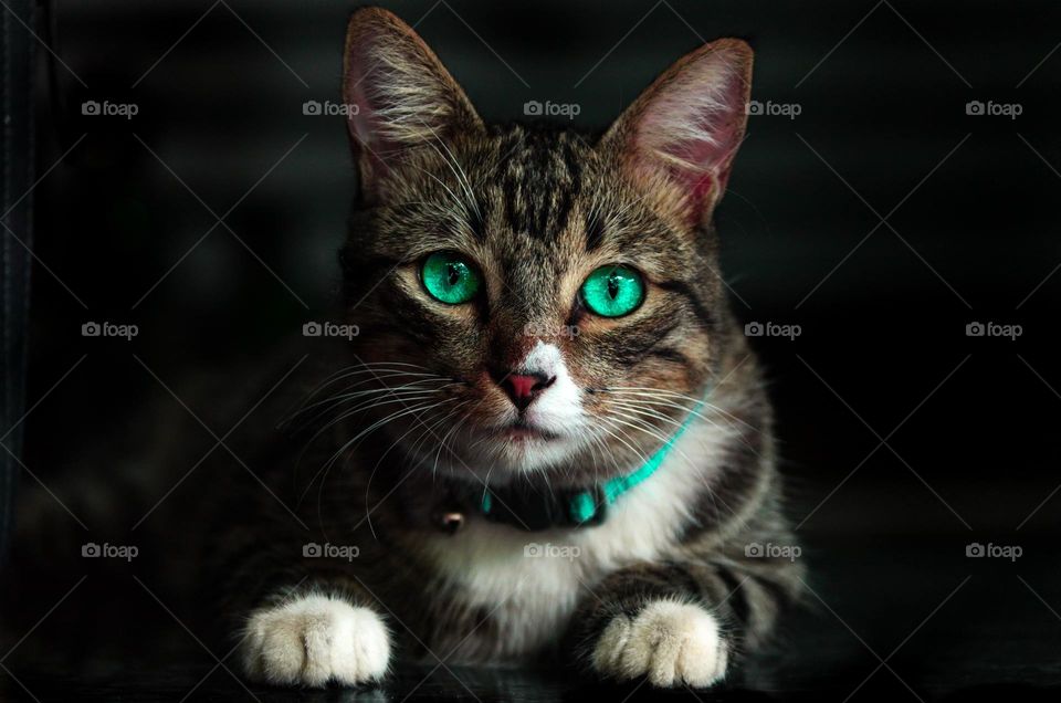 green eyes cat