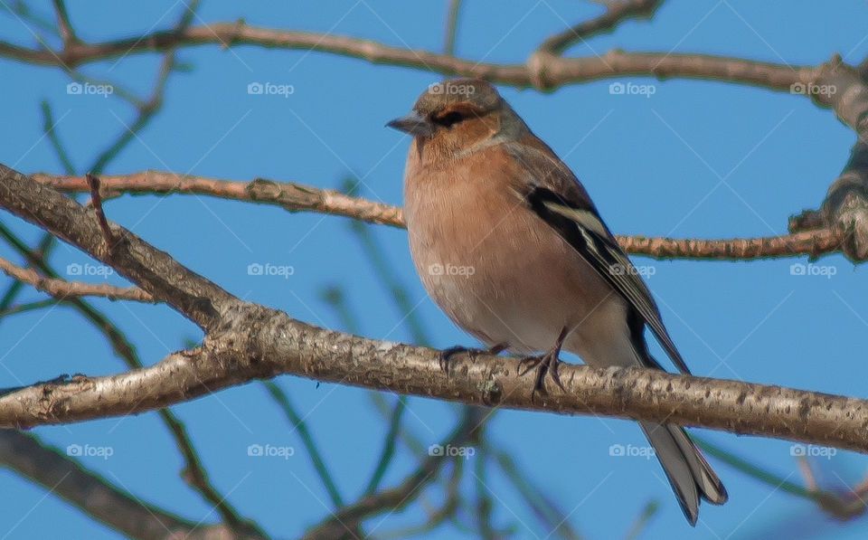 bird bofink by anrool