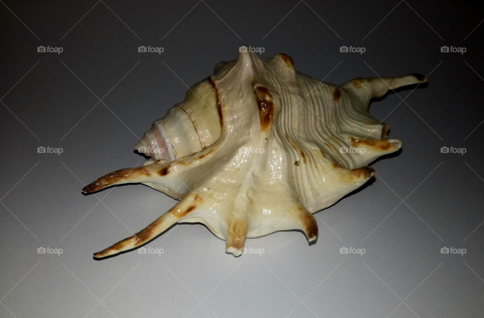 amazing shell, white background. marine life and natural details