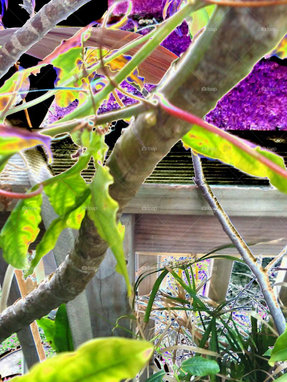 Electric Twisted Vines