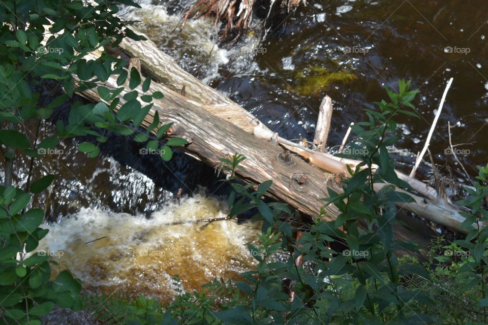 This is A small river under a tree log 