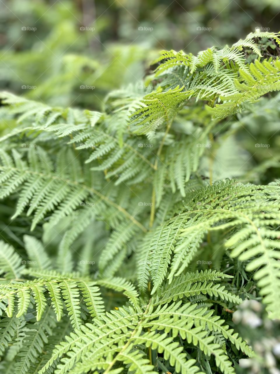 Natural ferns