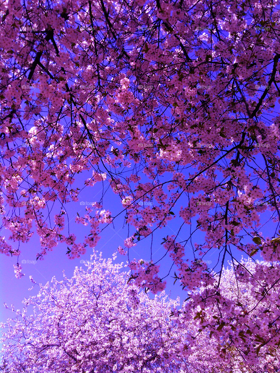 розовое цветение