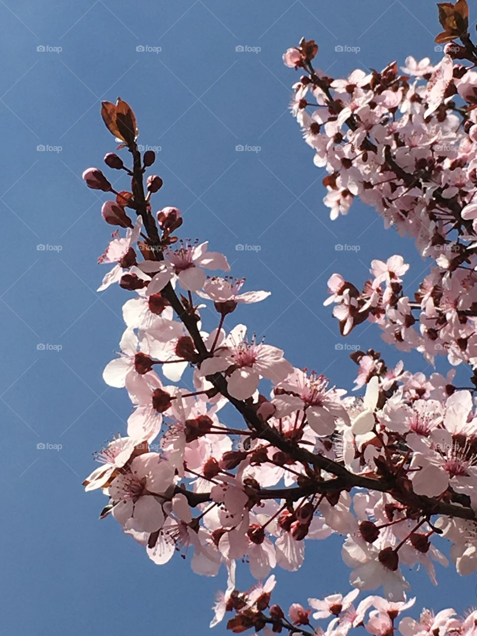 Blossom branch against sky