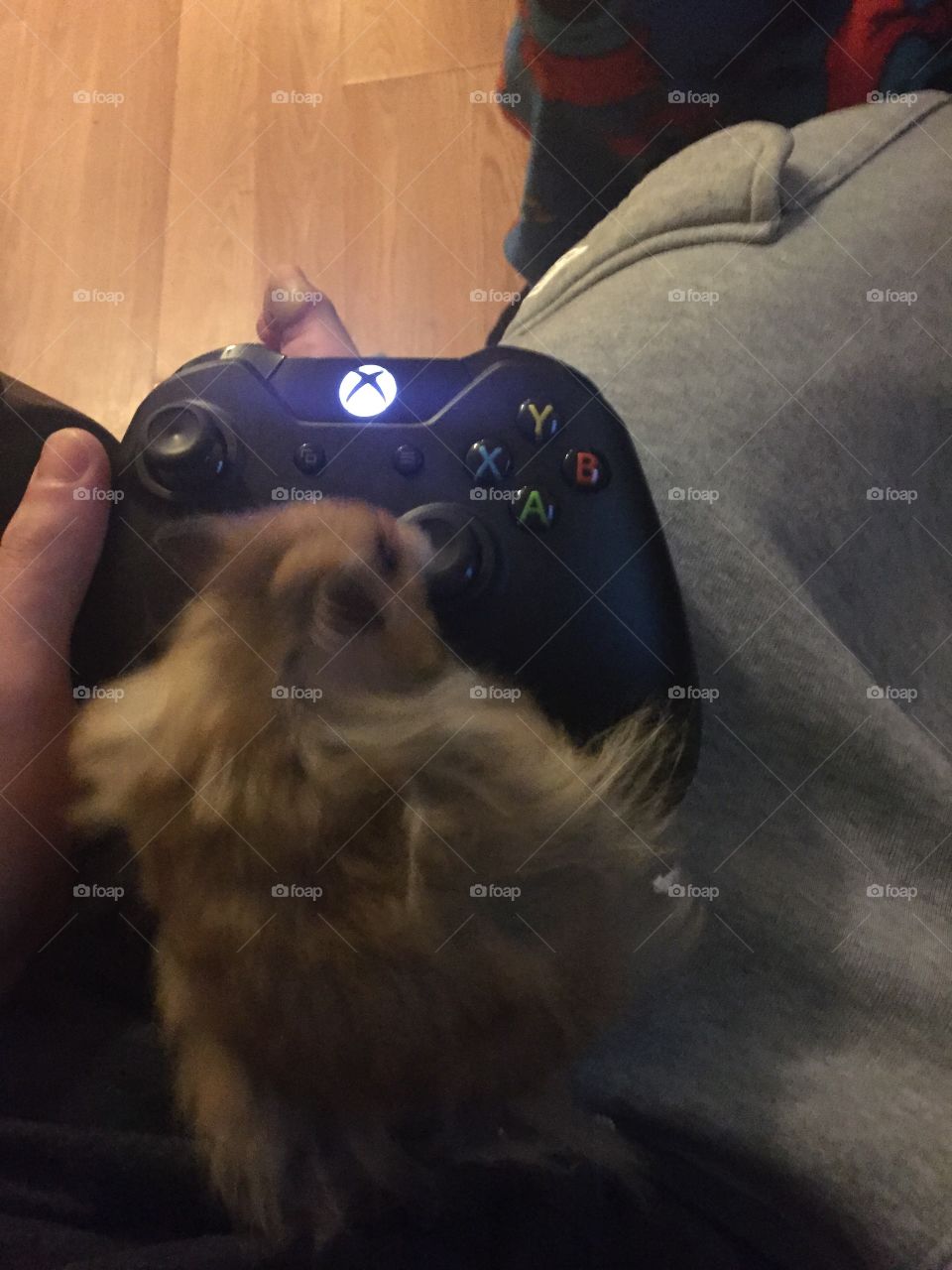 Hamster learning to play Xbox.