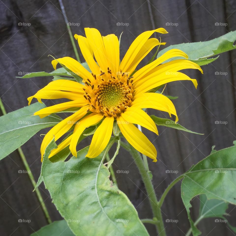 Young Sunflower