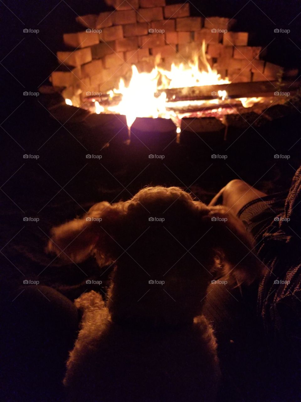Puppy Dog Enjoying a warm burning fire at a lake house