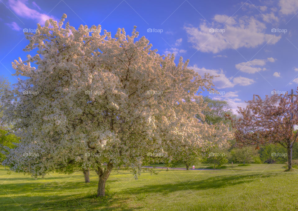 Flowering crabapple tree. Crabapple tree in full bloom with bright blue sky and clouds