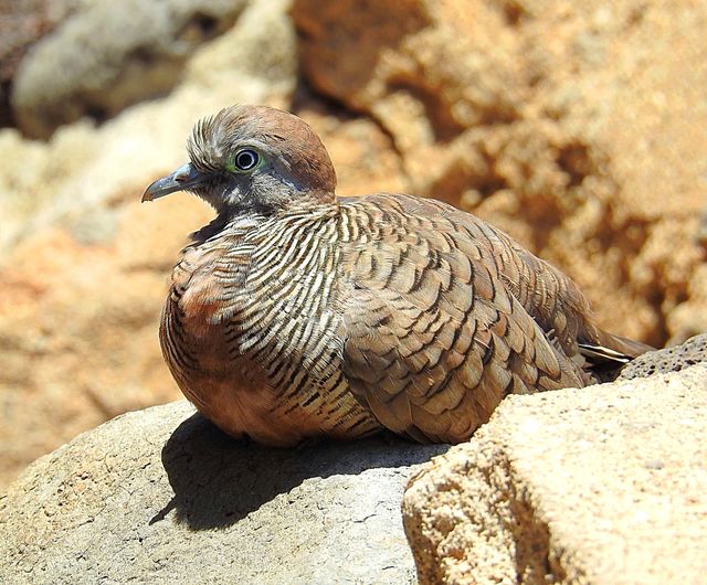 Close-up of duck