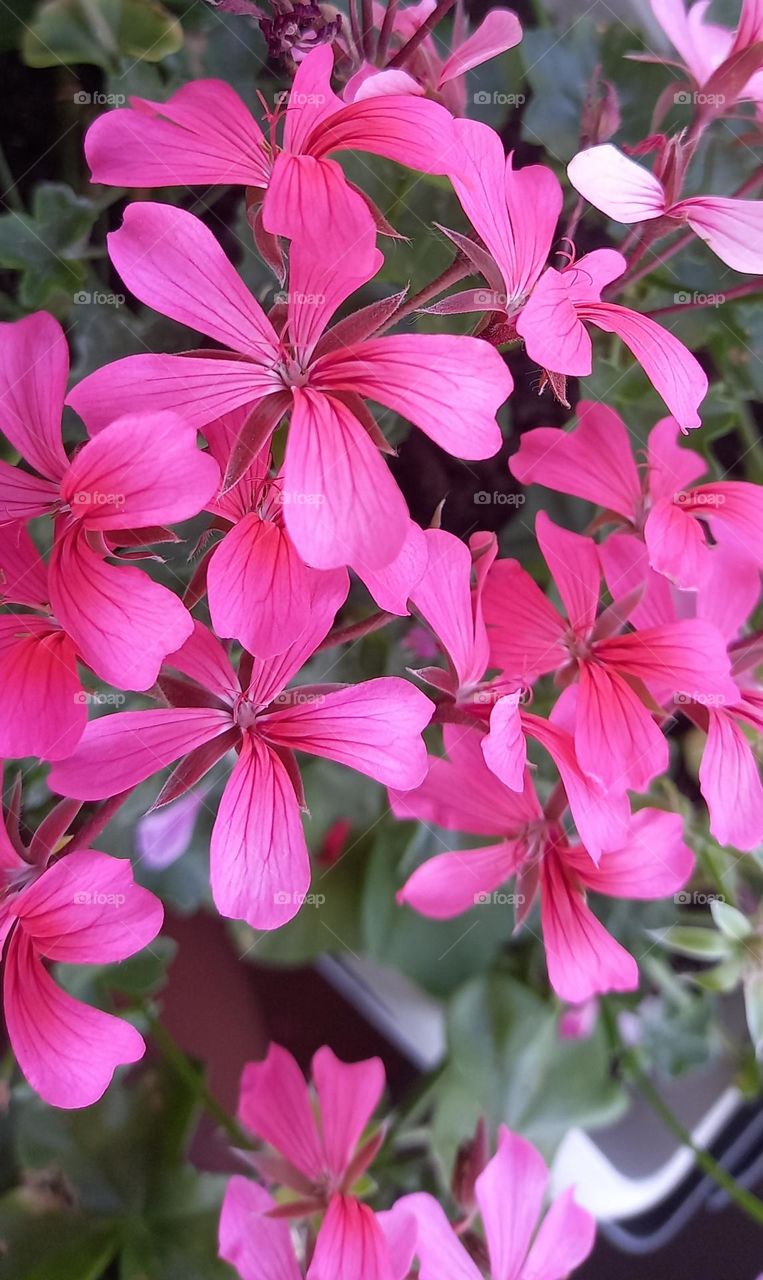 taking care of my flowers