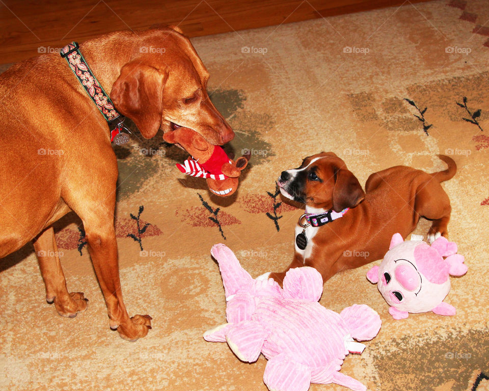 Viszla playing with boxer mix puppy