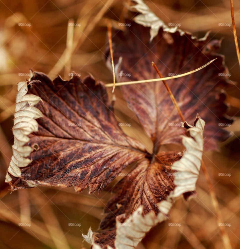 first sign of autumn