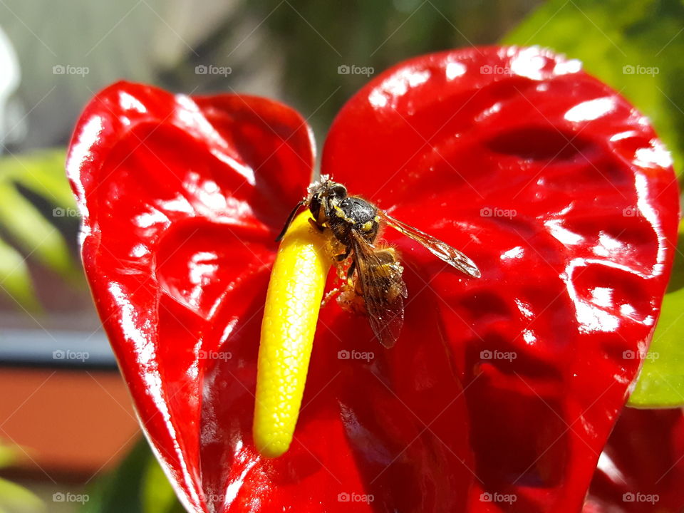 bee eating