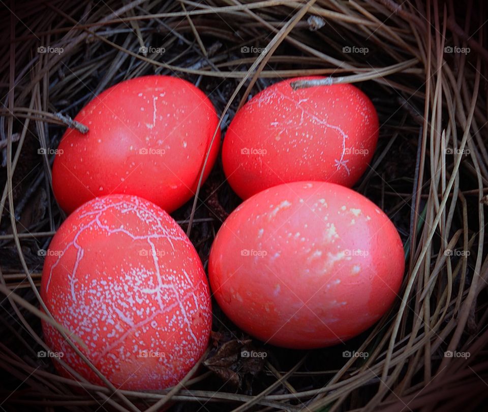 A birds nest filled with exotic orange eggs.