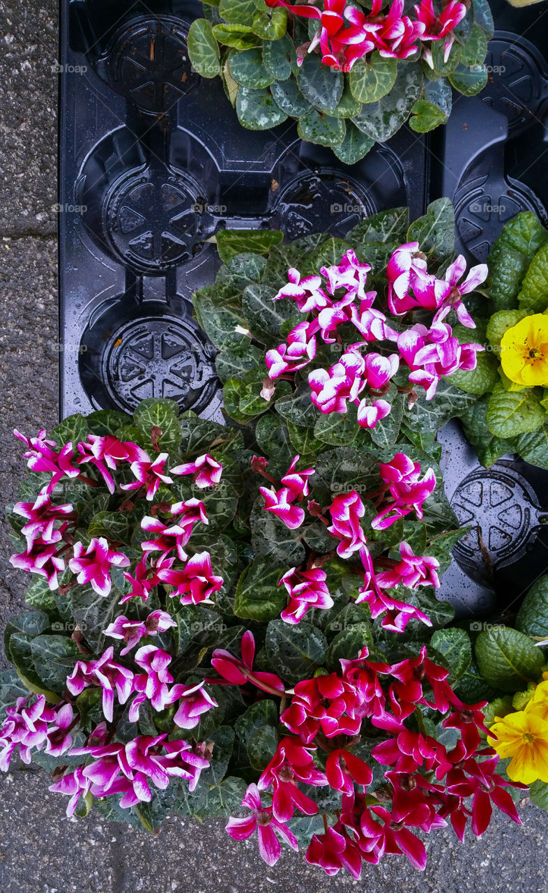 Florists display in cyclamen