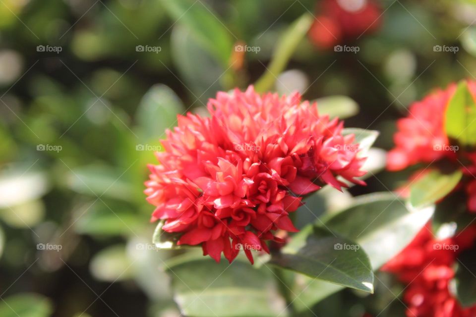 wild flower are blooming