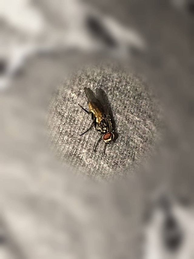 fly