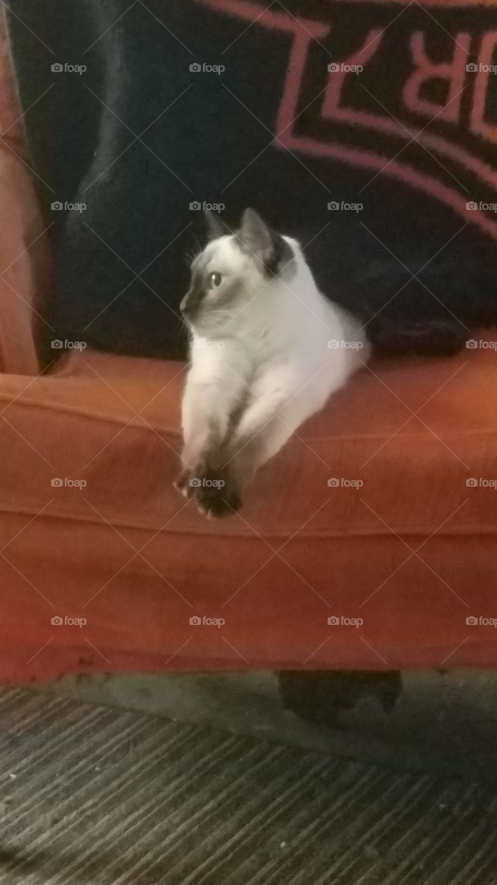 sitting pretty kitty