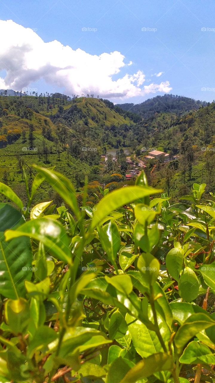 Tea estates and greeny mountains