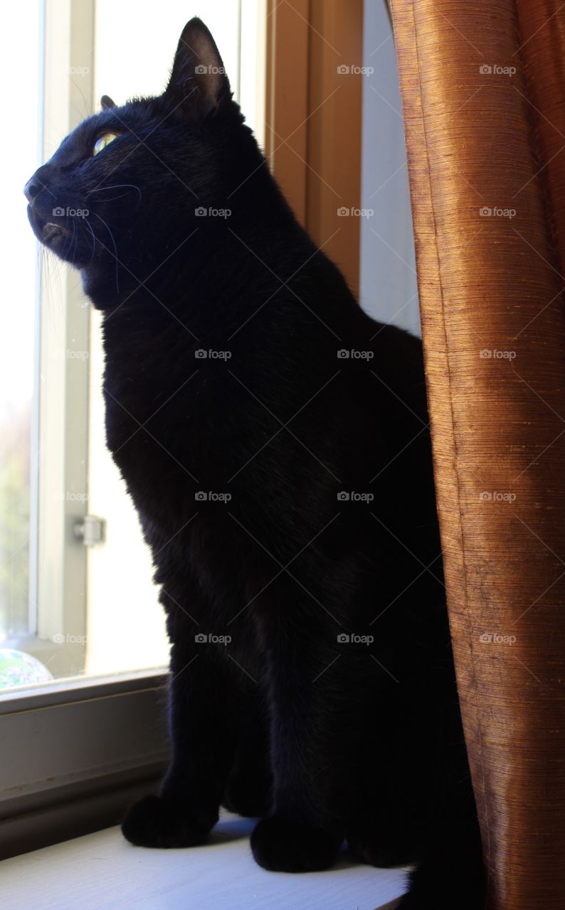 Birdwatching, pretty black cat