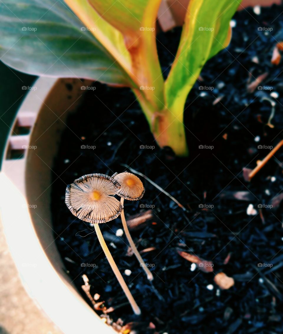 Organic space invaders