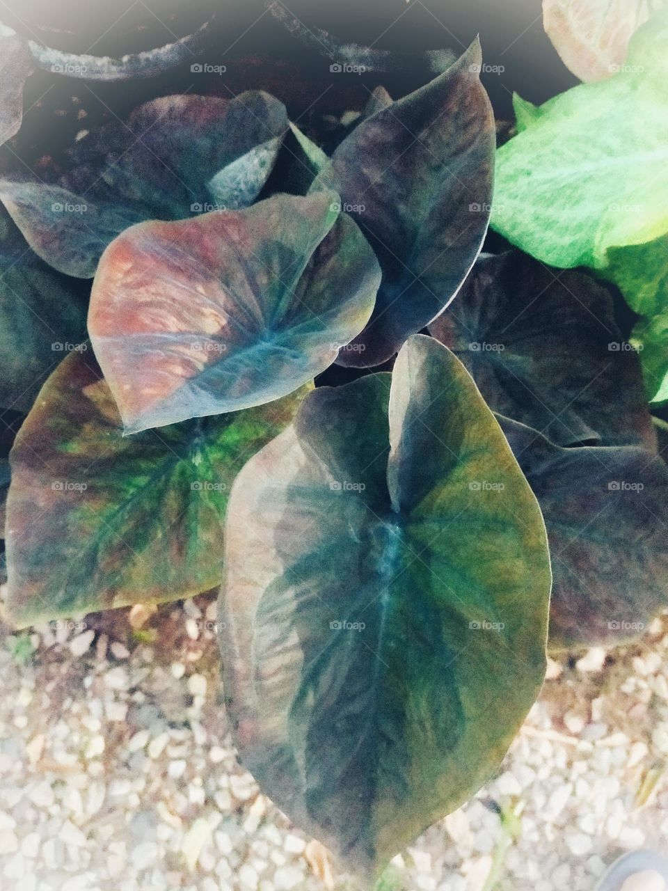 Flowers, plants, including wood grains that have different colors.