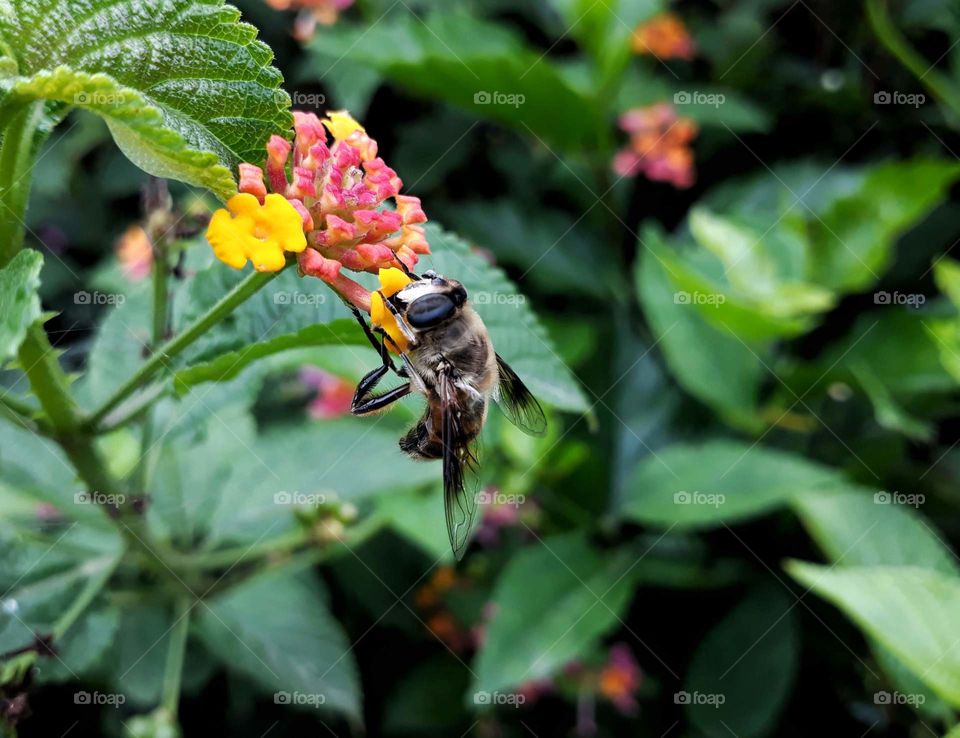 Nature photography,  pollination in progress