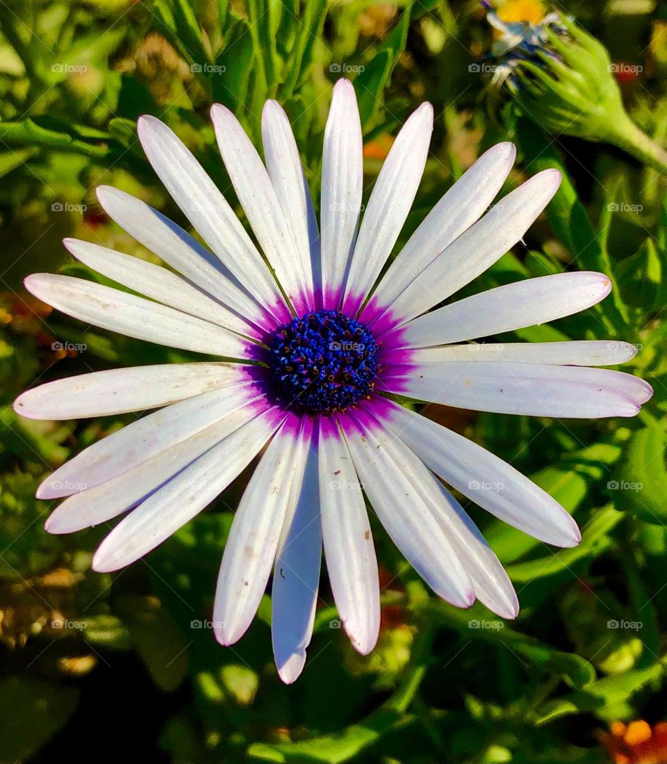 Sell your first photo on Foap