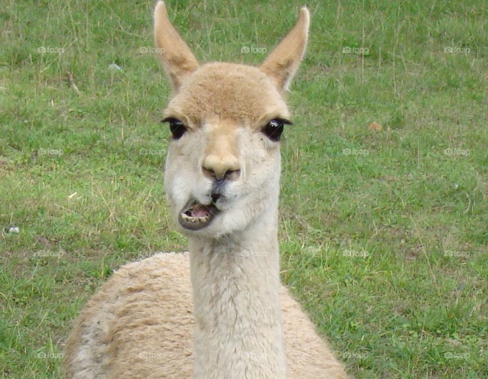 Lama