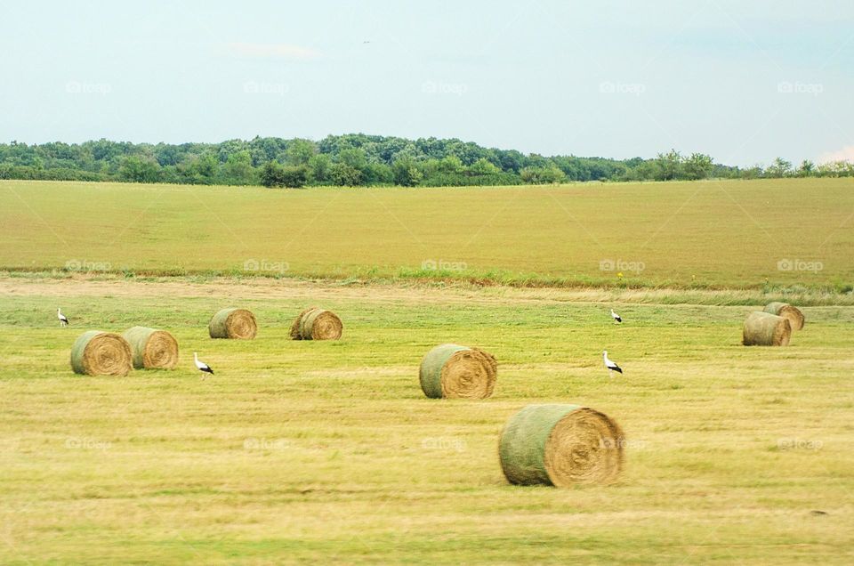 Summer landscape From Bulgaria