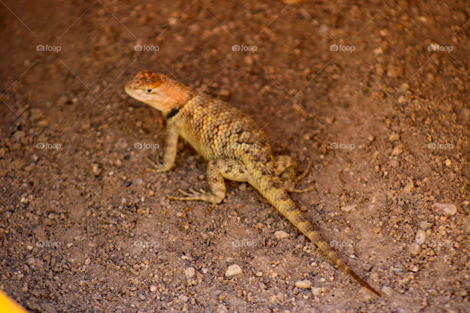 Female spiny lizard