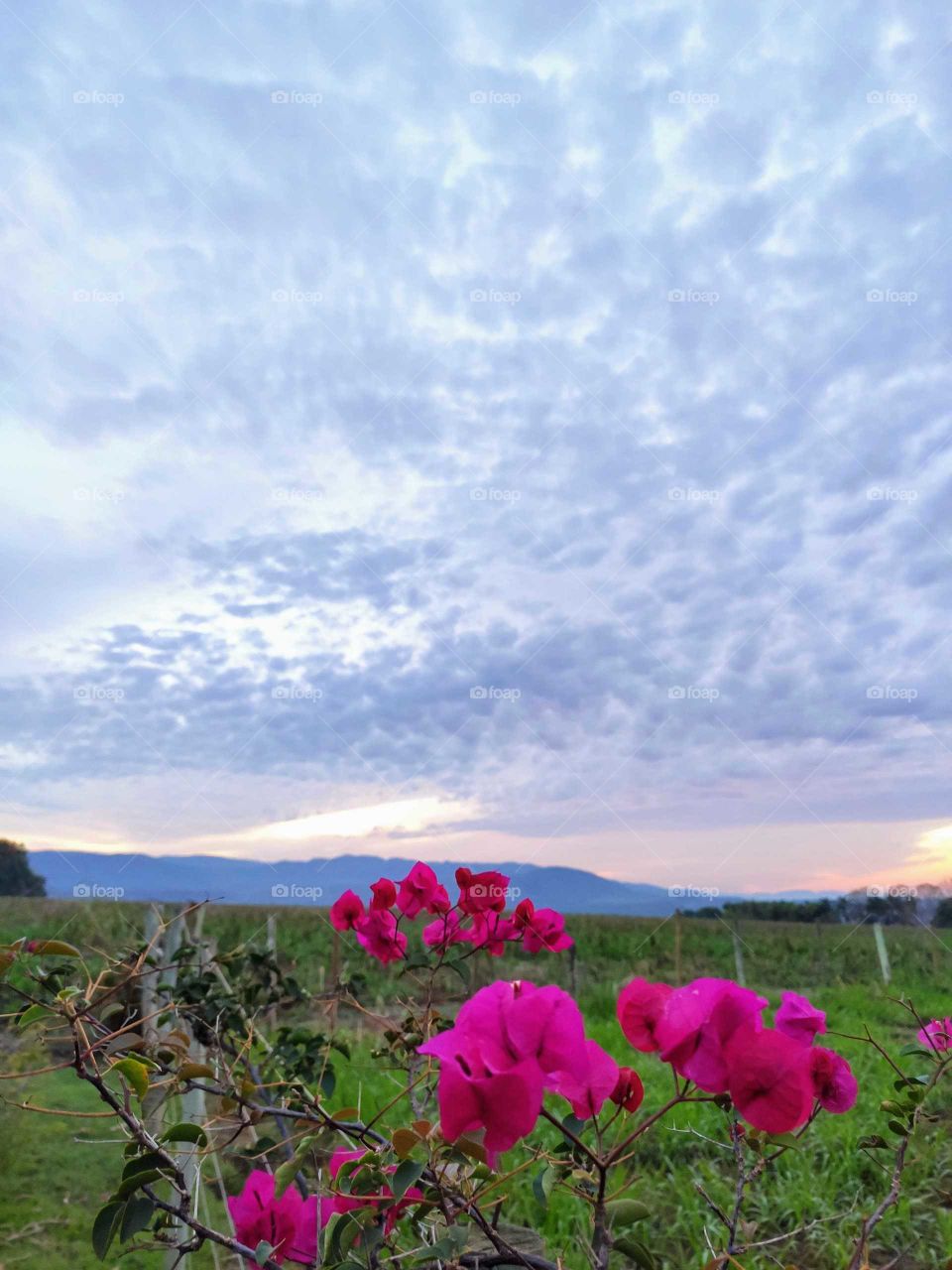 Flores na Serra da Canastra, Delfinópolis - MG, Brazil