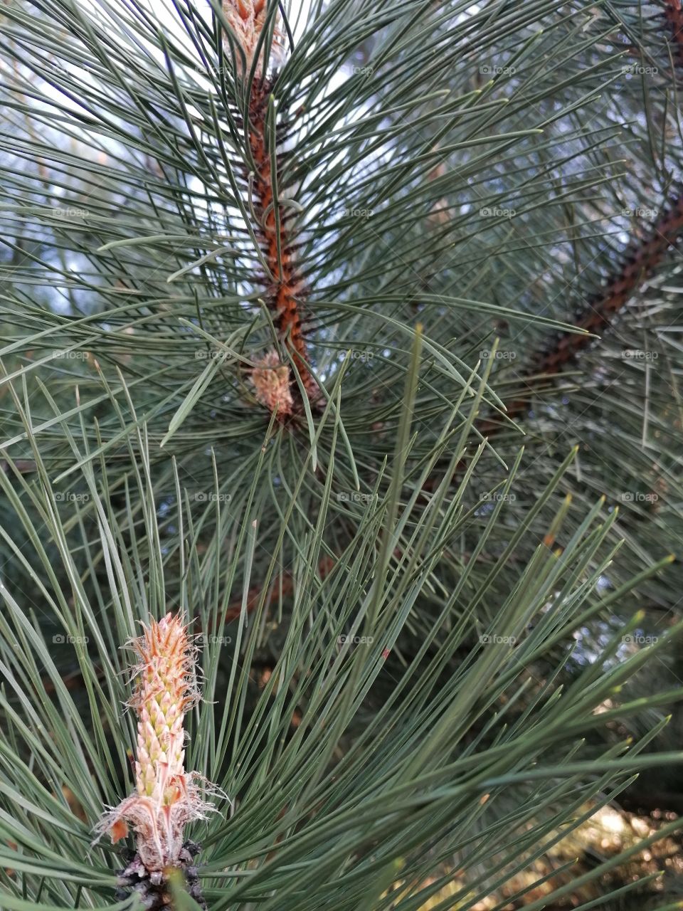 Conifers are evergreen trees, which is why my favorite plants