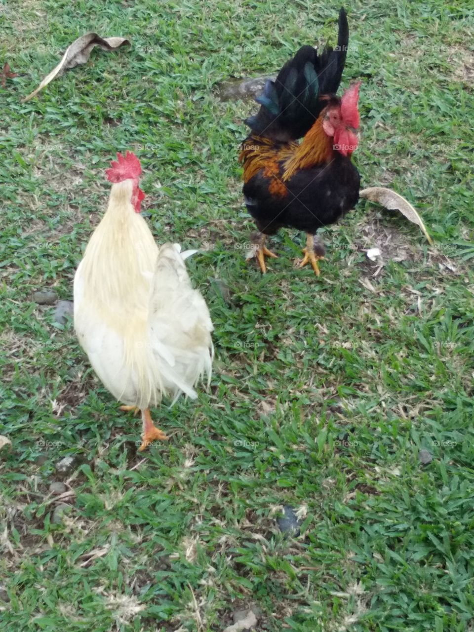 Dwarf chickens