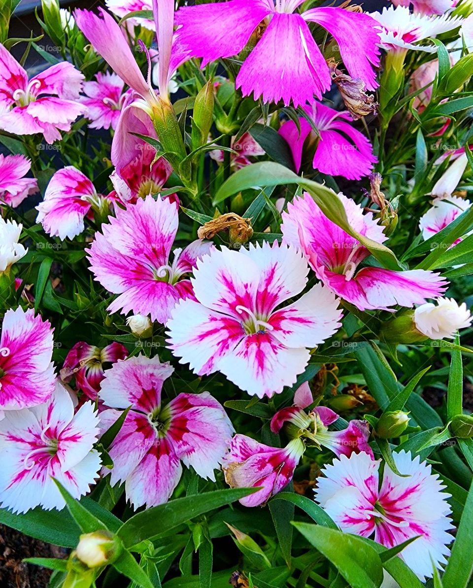 Beautiful multicolored flowers anchor a backyard flower bed and provide a gorgeous contrast