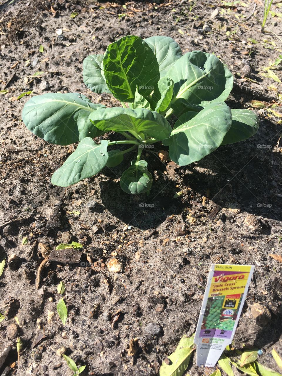 Spring has sprung in my green garden