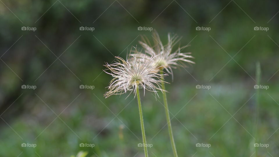 View of flowers