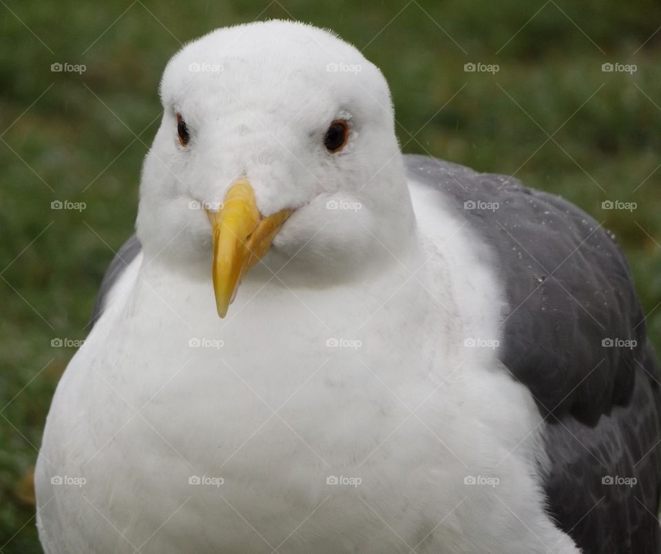 Seagull 